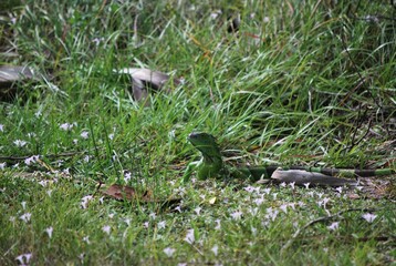 Al tener muchos canales y rios,podemos encontrar iguanas de colores muy vivos,tortugas y una variedad de aves desde garzas hasta patos.