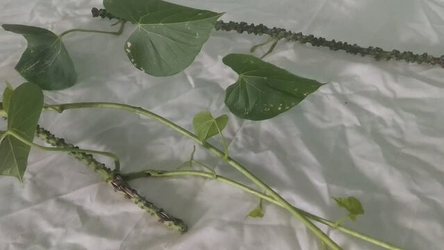 Guduchi or Giloy or Tinospora crispa ,heart-leaved moonseed, amrita,gurbel ,herbaceous vine close up on white background