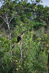 Muchos animales sobre todo aves que encuentran en la Florida un lugar donde alimentarse.