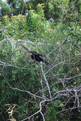 Muchos animales sobre todo aves que encuentran en la Florida un lugar donde alimentarse.