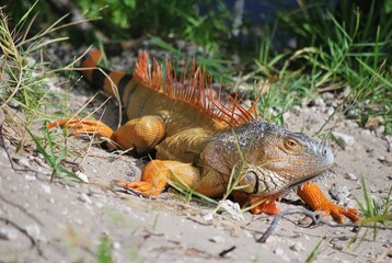 Muchos animales sobre todo aves que encuentran en la Florida un lugar donde alimentarse.