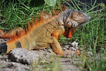 Muchos animales sobre todo aves que encuentran en la Florida un lugar donde alimentarse.
