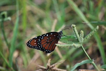 Al tener muchos canales y rios,podemos encontrar iguanas de colores muy vivos,tortugas y una...