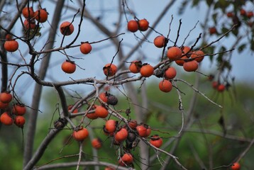 Con esa cantidad de agua se da esa combinacion perfecta para encontrar un estado muy verde y...
