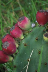 Con esa cantidad de agua se da esa combinacion perfecta para encontrar un estado muy verde y...