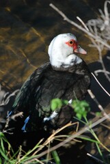 Al tener muchos canales y rios,podemos encontrar iguanas de colores muy vivos,tortugas y una variedad de aves desde garzas hasta patos.
