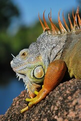 Fototapeta premium Al tener muchos canales y rios,podemos encontrar iguanas de colores muy vivos,tortugas y una variedad de aves desde garzas hasta patos. 