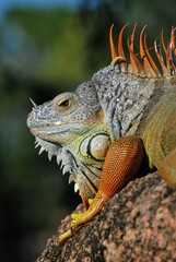 Al tener muchos canales y rios,podemos encontrar iguanas de colores muy vivos,tortugas y una variedad de aves desde garzas hasta patos.
