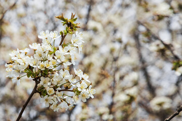A blooming white cherry tree in the sunlight. Small green leaves and white flowers in bloom. Beautiful background of spring blooming. Blooming white cherry in spring. Small depth of field.