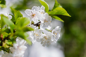 Cherry blossoms on the background of the sky. Small depth of field. Cherry branches on a sunny day against a blue sky background. Small green leaves and white flowers in bloom.