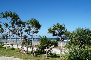 Palm trees on the beach - Efate Island, Vanuatu