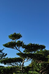 Con esa cantidad de agua se da esa combinacion perfecta para encontrar un estado muy verde y cubierto de flores todo el año.