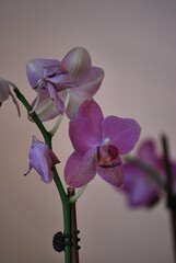 Con esa cantidad de agua se da esa combinacion perfecta para encontrar un estado muy verde y...