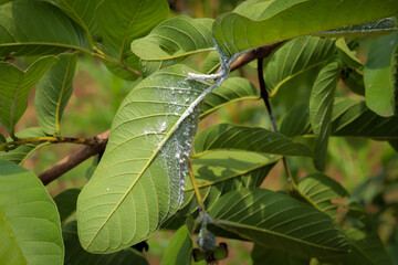 Whitefly pests attacking plant leaves, causing damage and stress to the plants. These tiny insects feed on the sap, leading to wilting, yellowing, and potential crop loss.