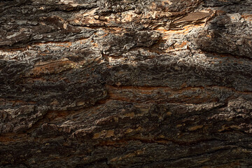 Textured bark of pine tree trunk.
