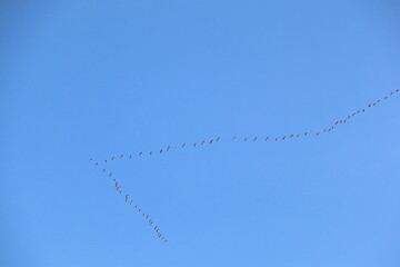 In the serene sky, migratory birds gracefully fly in a Vshaped formation on a peaceful day
