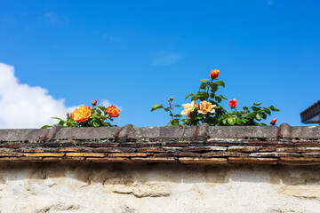 Fototapete bei efototapeten.de bestellen   