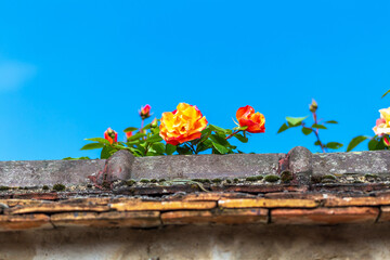 Fototapete bei efototapeten.de bestellen   