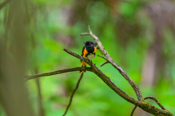 An American Restart perches in a tree at the Historic Mill Creek State Park, near Mackinaw City, Michigan.