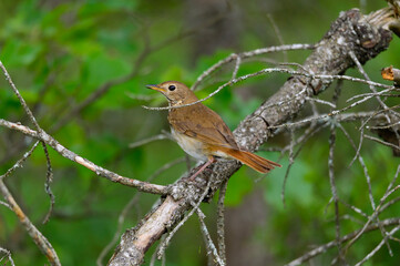 A Hermit Thrush near Atlanta, Michigan.