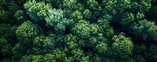 Naklejka premium Aerial view of lush green forest canopy, showcasing rich foliage and dense tree coverage in a vibrant natural landscape.