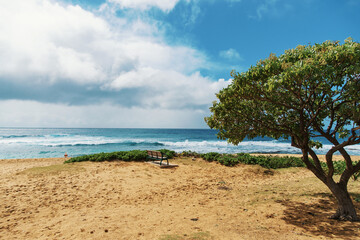 A beach with a tree in the foreground and the ocean in the background