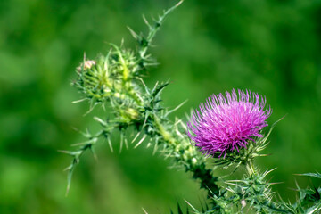 bright beautiful Pink thistle flowers
