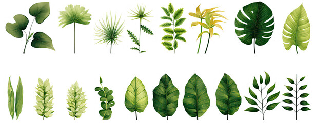 Collection of  green palm and tropical leaves isolated on a white background