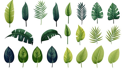 Collection of  green palm and tropical leaves isolated on a white background