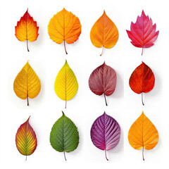 Set of autumn leaves on a white background of colors including yellow, orange, and brown leaves