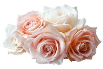 White Roses, arranged elegantly in a classic glass vase , isolated on white background.