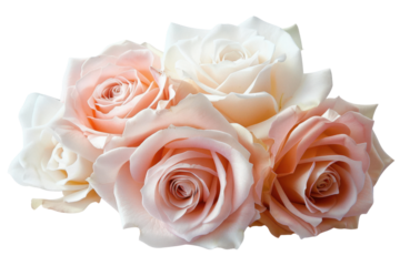 White Roses, arranged elegantly in a classic glass vase , isolated on white background.