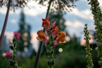 flower in the garden
