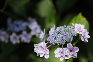 紫陽花