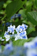 紫陽花