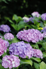 紫陽花