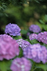 紫陽花