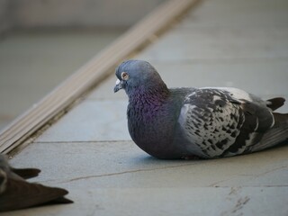 床の上で休んでいる鳩