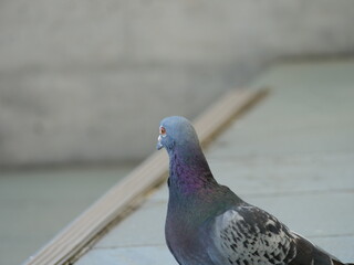 床の上で休んでいる鳩