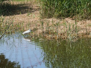 水辺の野鳥