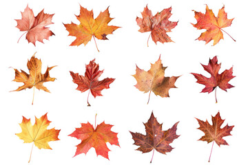 maple leaves in shades of red, orange, and yellow, forming a mesmerizing gradient of autumnal colors, isolated on white background