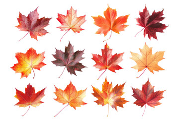 Obraz premium maple leaves in shades of red, orange, and yellow, forming a mesmerizing gradient of autumnal colors, isolated on white background