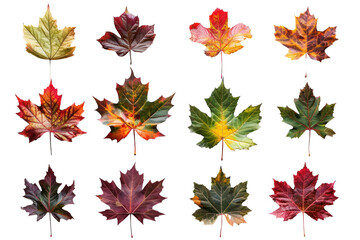 maple leaves in shades of red, orange, and yellow, forming a mesmerizing gradient of autumnal colors, isolated on white background
