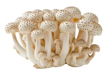 group of fresh cremini mushrooms The white hat is decorated with earthy brown specks. Isolated on a white background