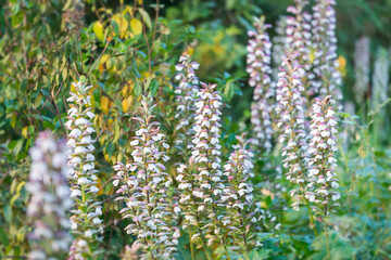 Gros plan sur des acanthes au printemps