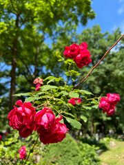 Red rose bush in the woods