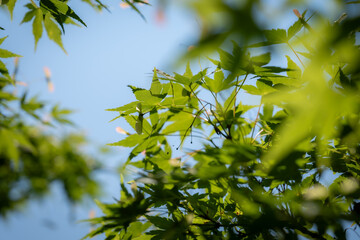 green leaves against blue sky