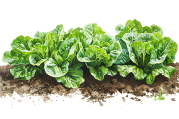 a variety of lettuce varieties, including romaine, iceberg, butterhead, and red leaf lettuce, isolated on white background