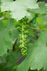 ブドウの花芽20240501