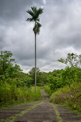 Campuhan Ridge Walk. Stone Pathway Into The Jungle. Ubud, Bali, Indonesia.